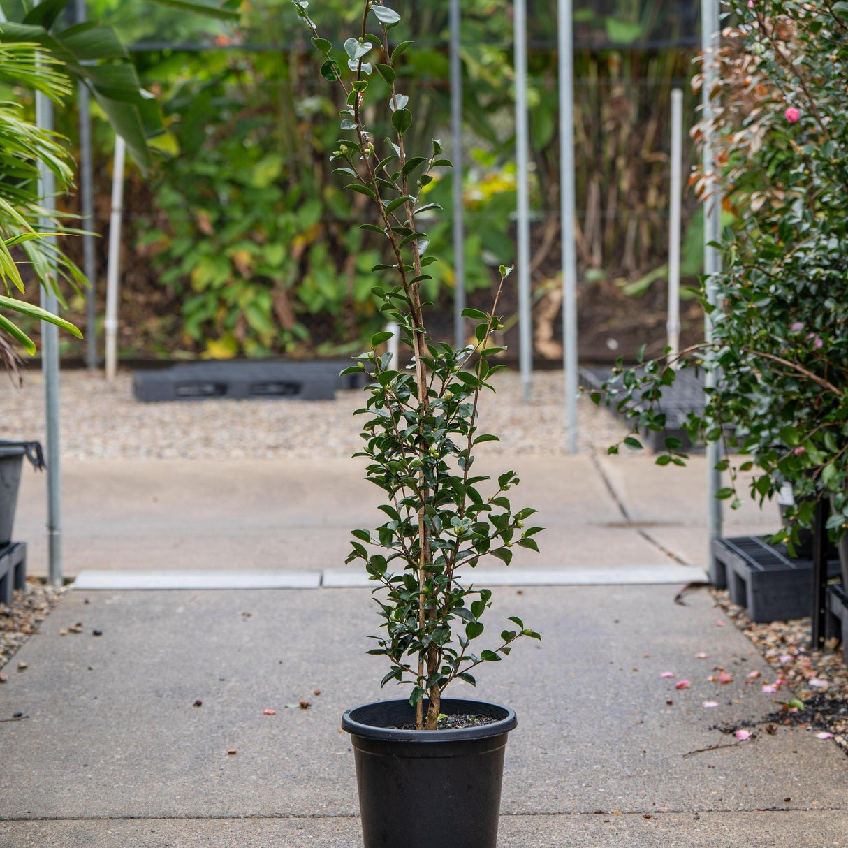 Pure Silk Camellia - Camellia sasanqua 'Pure Silk'-Evergreen,Flowering,Moderate Water,Outdoor,Partial Shade,Shrub,Slow Growing-Nursery Near Me