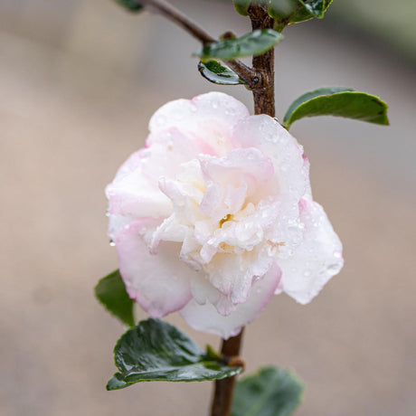 Pure Silk Camellia - Camellia sasanqua 'Pure Silk'-Evergreen,Flowering,Moderate Water,Outdoor,Partial Shade,Shrub,Slow Growing-Nursery Near Me