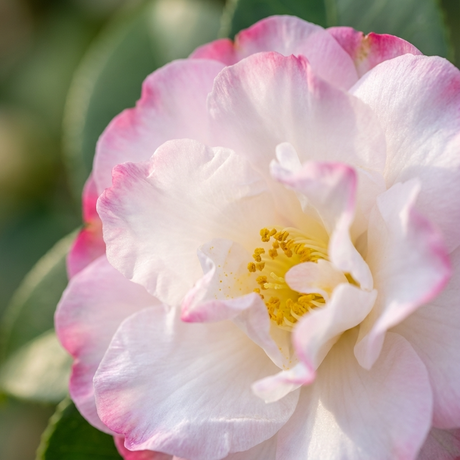Close-up of a Pure Silk Camellia (Camellia sasanqua 'Pure Silk') with pink-edged petals and yellow stamens, blooming on a shrub with glossy green leaves.