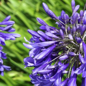 Purple Cloud Agapanthus