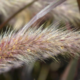 Close-up of a Purple Fountain Grass - Pennisetum advena Rubrum stem with fine hairs and dew droplets against a blurred background, highlighting its low-maintenance, drought-tolerant charm.-Nursery Near Me