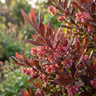 Purple Hop Bush
