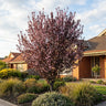 Purple Leaf Flowering Plum