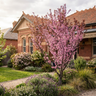 Purple Leaf Plum