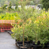 Purple Splendour Bottlebrush - Callistemon 'Purple Splendour'-Evergreen,Flowering,Full Sun,Moderate Growing,Moderate Water,Native,Outdoor-Nursery Near Me