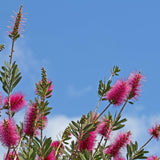 Purple Splendour Bottlebrush - Callistemon 'Purple Splendour'-Evergreen,Flowering,Full Sun,Moderate Growing,Moderate Water,Native,Outdoor-Nursery Near Me