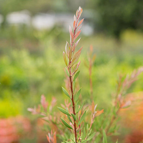 Purple Splendour Bottlebrush - Callistemon 'Purple Splendour'-Evergreen,Flowering,Full Sun,Moderate Growing,Moderate Water,Native,Outdoor-Nursery Near Me