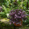 Purple Waffle Plant