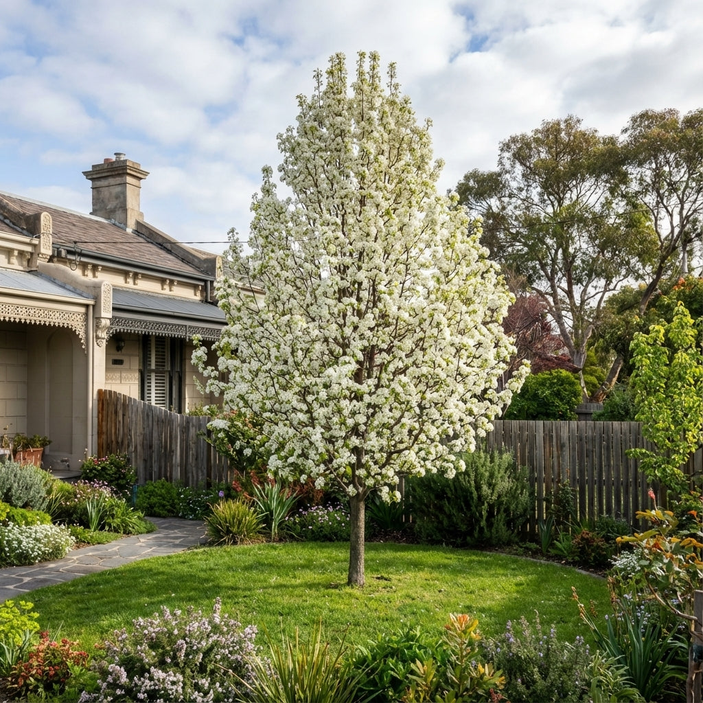 A Pyrus calleryana ‘Cleveland Select’, an upright flowering tree with white blossoms, stands in a green garden in front of a house with a picket fence.