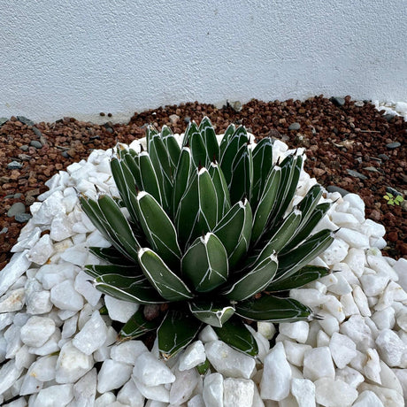 Queen Victoria Agave - Agave victoriae reginae-Evergreen,Full Sun,Low Water,Ornamental,Outdoor,Slow Growing,Succulent-Nursery Near Me