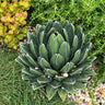Queen Victoria Agave