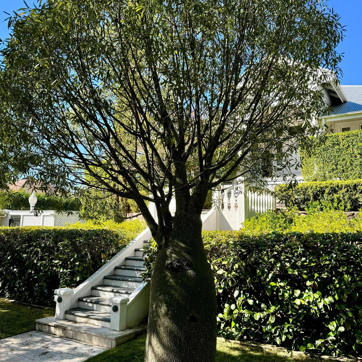 Queensland Bottle Tree - Brachychiton rupestris-Deciduous,Full Sun,Low Water,Native,Outdoor,Slow Growing,Tree-Nursery Near Me