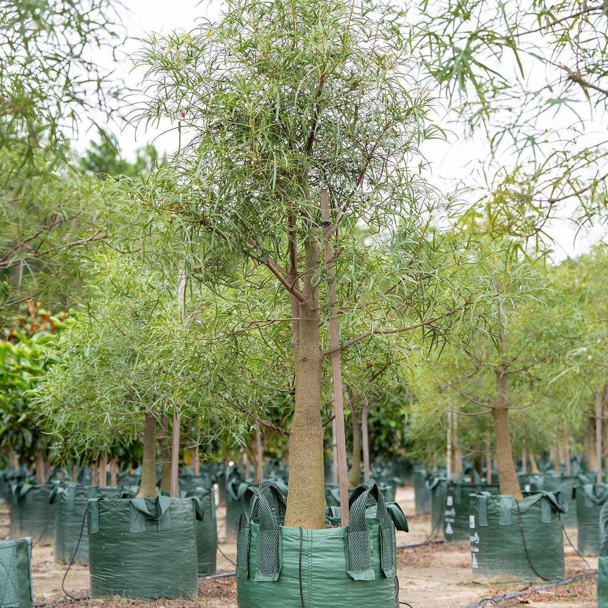 Queensland Bottle Tree (Brachychiton rupestris), a young drought-tolerant tree with slender leaves, grows in a green fabric planter among similar trees outdoors, making it ideal for feature planting.