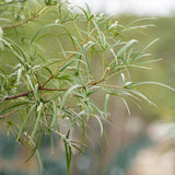 Queensland Bottle Tree - Brachychiton rupestris-Deciduous,Full Sun,Low Water,Native,Outdoor,Slow Growing,Tree-Nursery Near Me