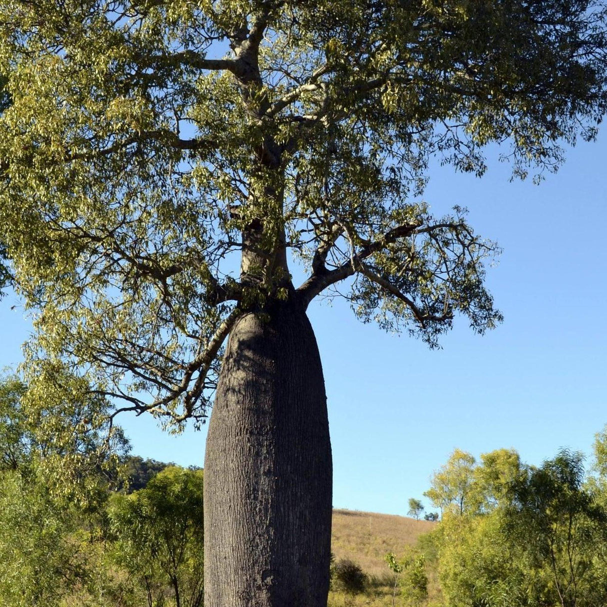 Queensland Bottle Tree - Brachychiton rupestris-Deciduous,Full Sun,Low Water,Native,Outdoor,Slow Growing,Tree-Nursery Near Me