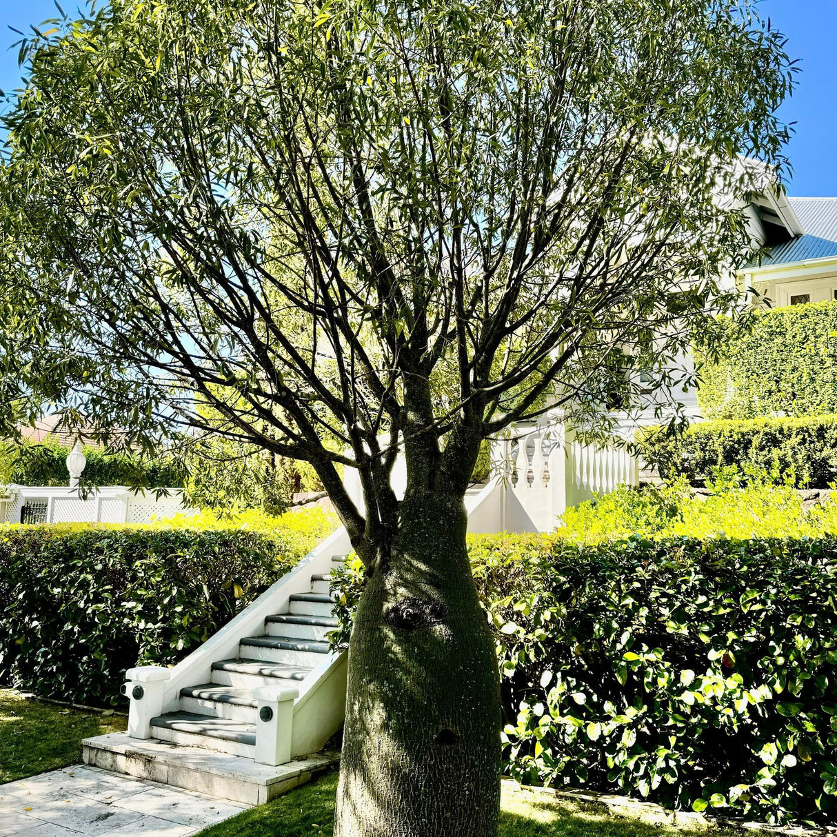 Queensland Bottle Tree - Brachychiton rupestris-Deciduous,Full Sun,Low Water,Native,Outdoor,Slow Growing,Tree-Nursery Near Me