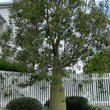 Queensland Bottle Tree - Brachychiton rupestris-Deciduous,Full Sun,Low Water,Native,Outdoor,Slow Growing,Tree-Nursery Near Me