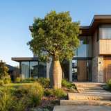 Modern two-story house with large windows, stone accents, and a standout front yard planting of Queensland Bottle Tree (Brachychiton rupestris), known for its drought tolerance.