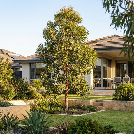 A well-kept backyard featuring a young Queensland Brush Box Tree (Lophostemon confertus), lush garden beds, and a modern house in the background.