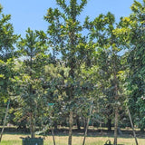 Queensland Kauri Pine - Agathis robusta-Conifer,Evergreen,Full Sun,Moderate Water,Native,Outdoor,Slow Growing-Nursery Near Me