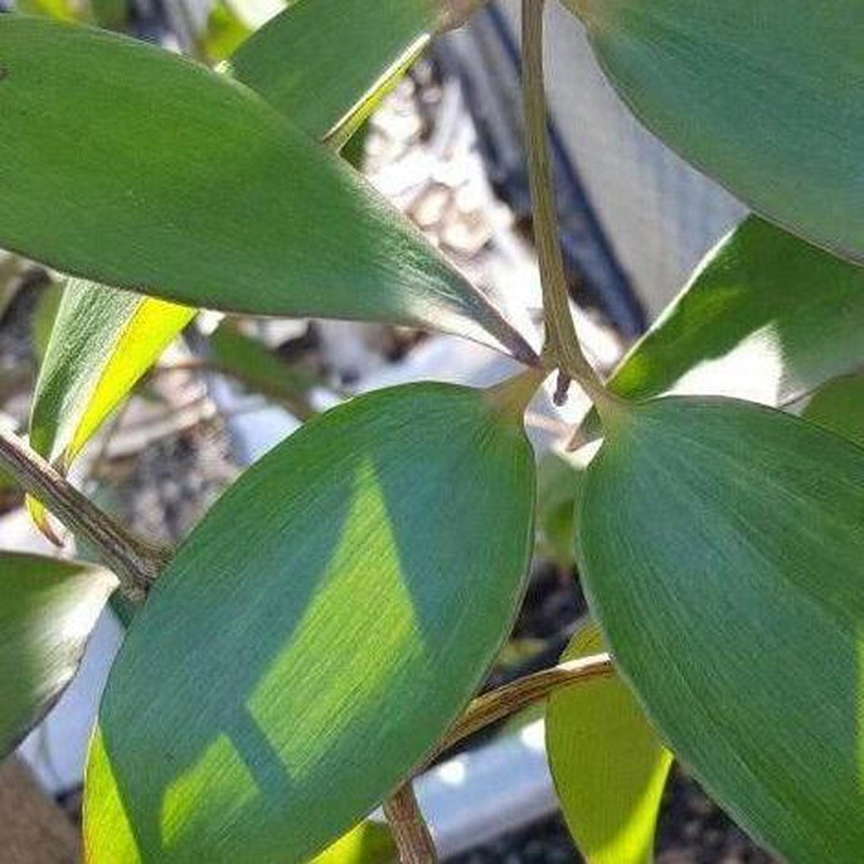 Queensland Kauri Pine - Agathis robusta-Conifer,Evergreen,Full Sun,Moderate Water,Native,Outdoor,Slow Growing-Nursery Near Me