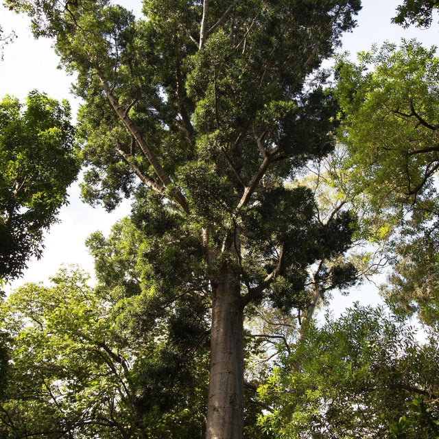 Queensland Kauri Pine - Agathis robusta-Conifer,Evergreen,Full Sun,Moderate Water,Native,Outdoor,Slow Growing-Nursery Near Me