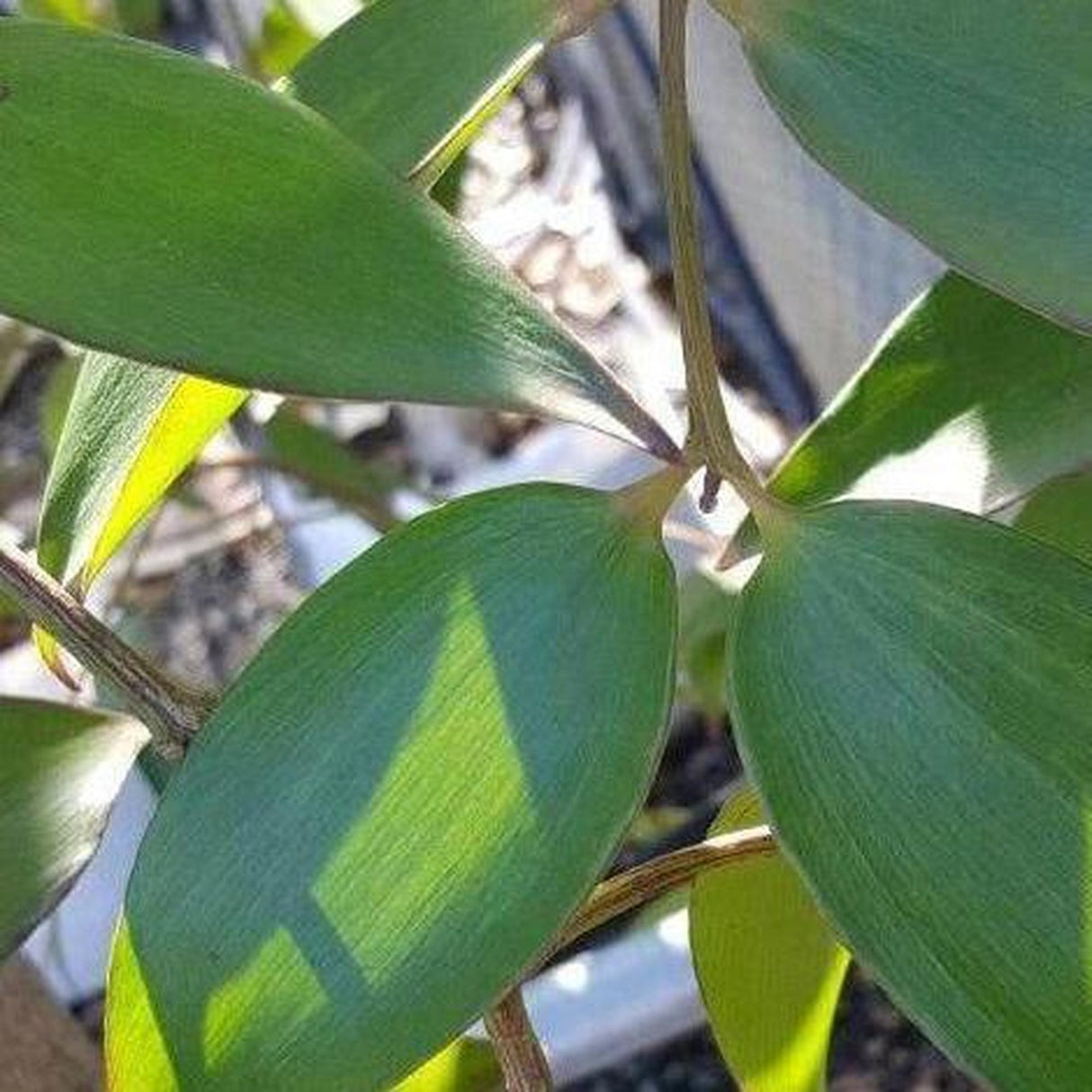 kauri pine indoor plant Queensland Kauri Pine - Agathis robusta