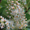 Queensland Maple Tree