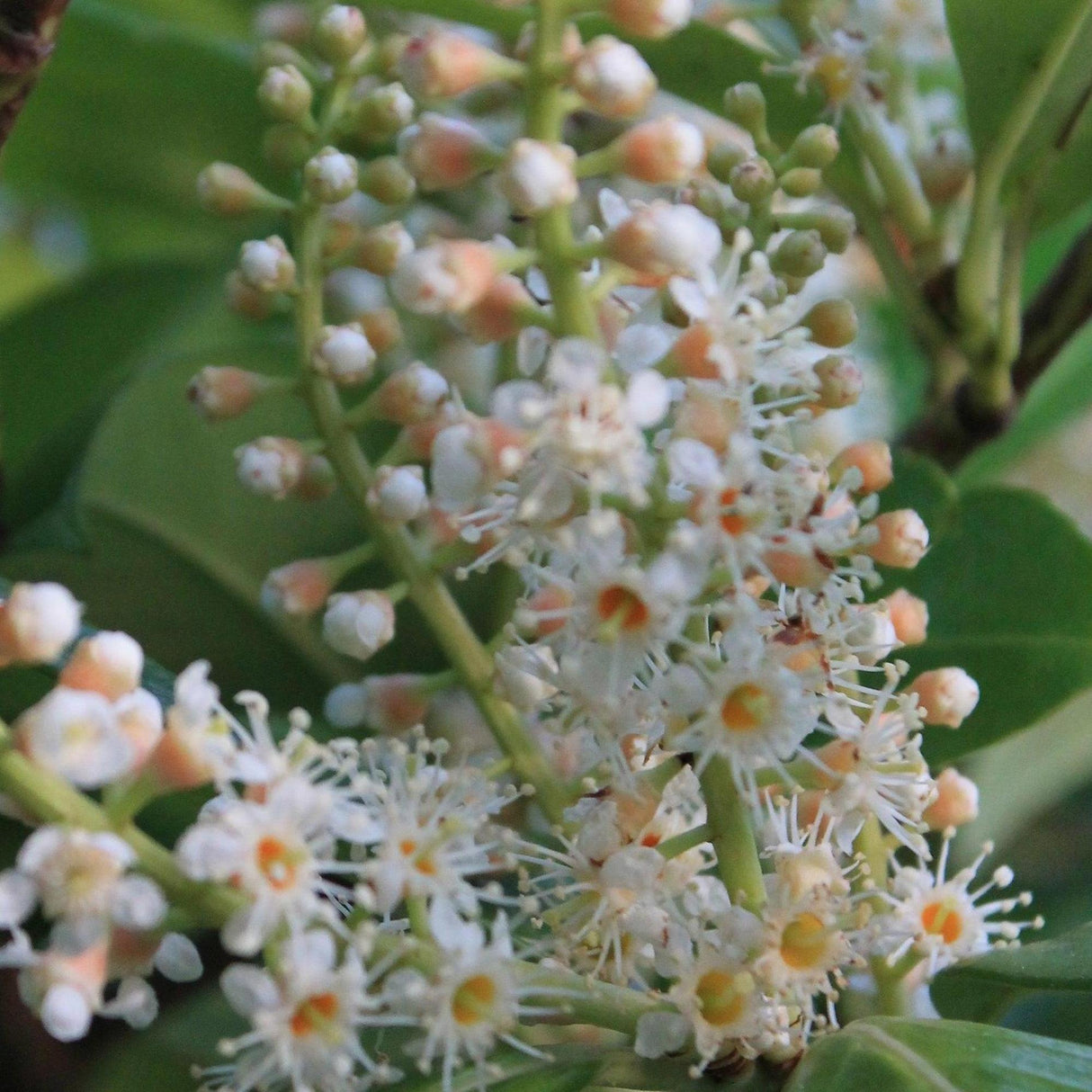 Queensland Maple Tree - Flindersia brayleyana-Evergreen,Fast Growing,Full Sun,Moderate Water,Native,Outdoor,Screening,Tree-Nursery Near Me