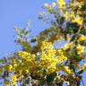Queensland Silver Wattle