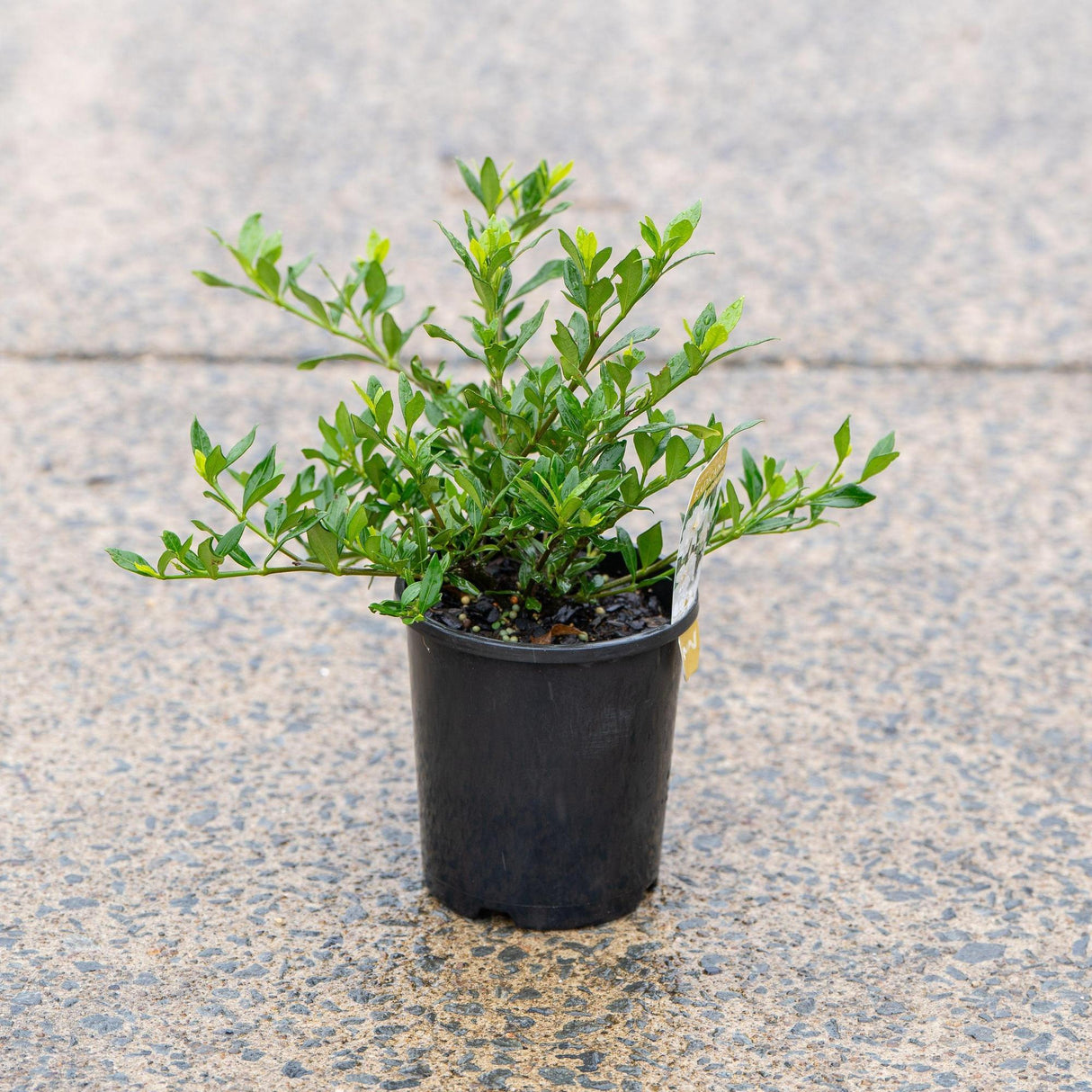 Radicans Gardenia - Gardenia augusta 'Radicans'-Evergreen,Flowering,Moderate Water,Outdoor,Partial Shade,Shrub,Slow Growing-Nursery Near Me