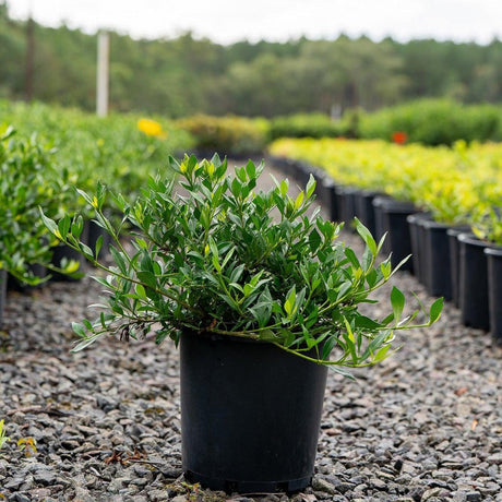 Radicans Gardenia - Gardenia augusta 'Radicans'-Evergreen,Flowering,Moderate Water,Outdoor,Partial Shade,Shrub,Slow Growing-Nursery Near Me