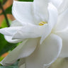 Radicans Gardenia