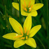 Rain Lily