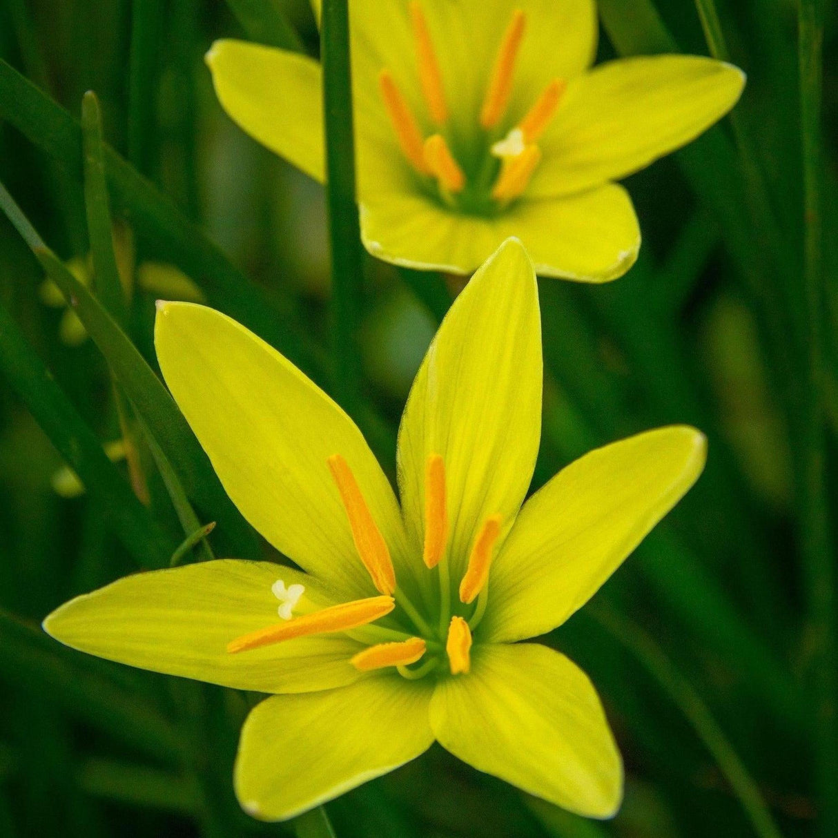 yellow rain lily flower Rain Lily - Zephyranthes