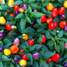 Rainbow Chilli