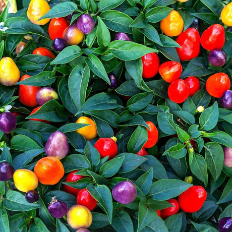 Rainbow Chilli - Capsicum annuum 'Rainbow'-Evergreen,Fast Growing,Fruiting,Full Sun,Moderate Water,Outdoor,Shrub-Nursery Near Me