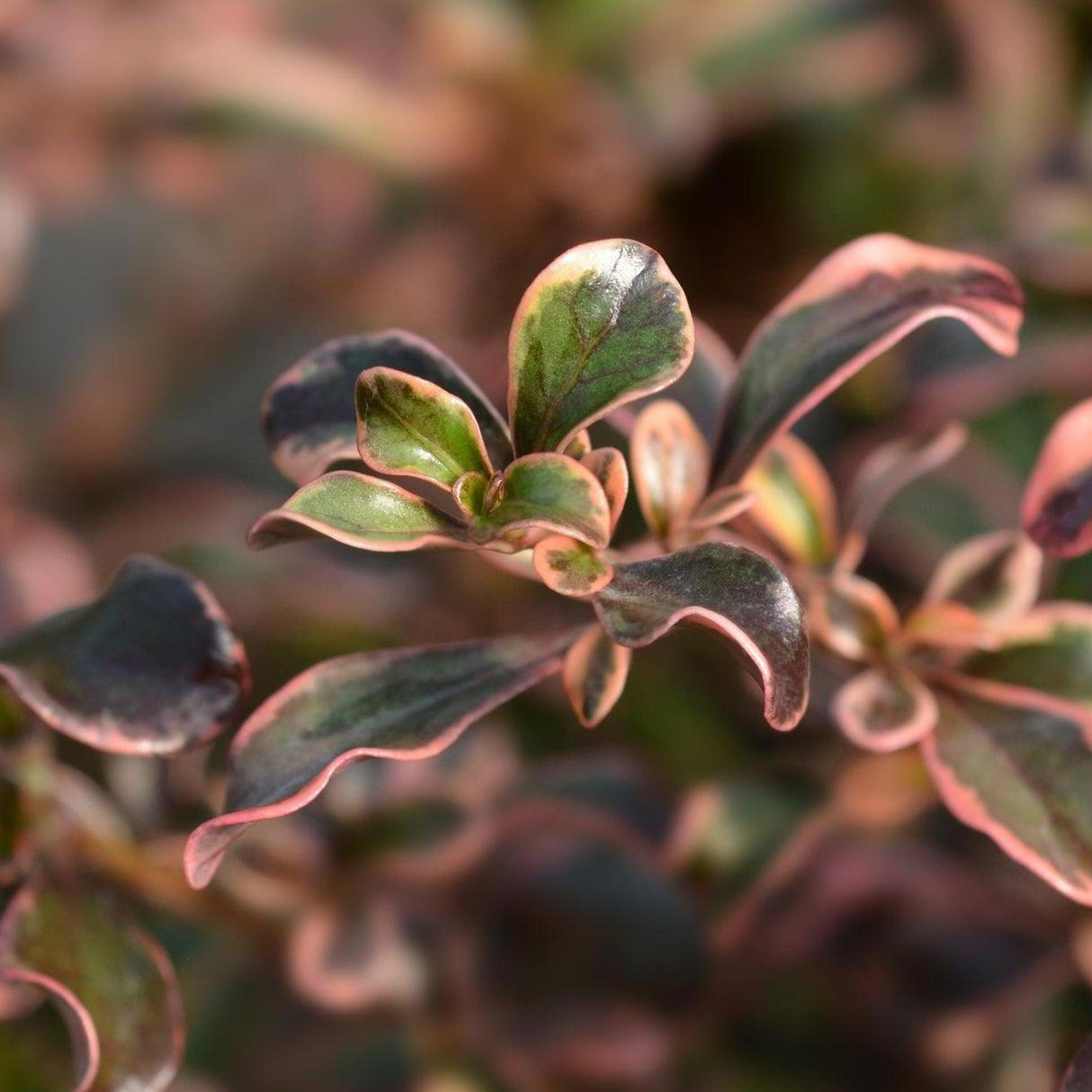 Rainbow Surprise Coprosma - Coprosma 'Rainbow Surprise'-Evergreen,Moderate Growing,Moderate Water,Ornamental,Outdoor,Partial Shade,Shrub-Nursery Near Me