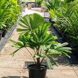 Ramsay's Fan Palm - Licuala ramsayi-Evergreen,High Water,Outdoor,Palm,Partial Shade,Slow Growing,Tropical-Nursery Near Me