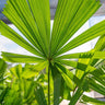 Ramsay's Fan Palm