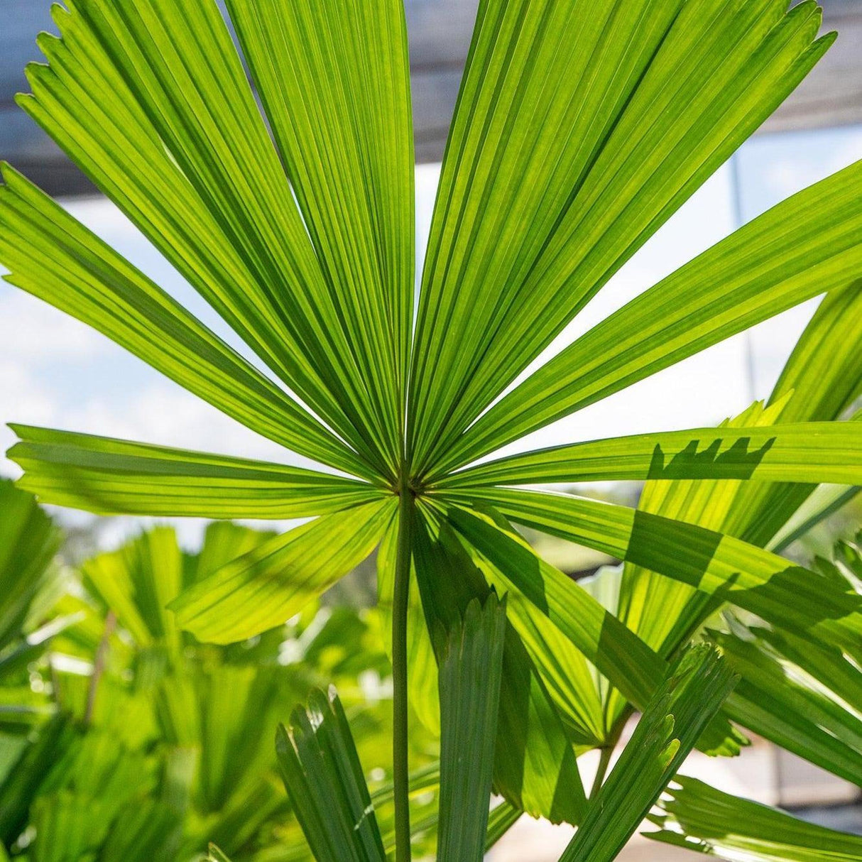 Ramsay's Fan Palm - Licuala ramsayi-Evergreen,High Water,Outdoor,Palm,Partial Shade,Slow Growing,Tropical-Nursery Near Me