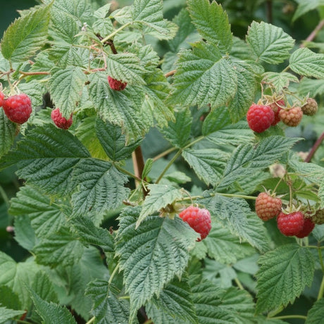 Raspberry ‘Heritage’ (Rubus idaeus) bush with green leaves and ripe red raspberries, ideal for home garden fruit harvests.