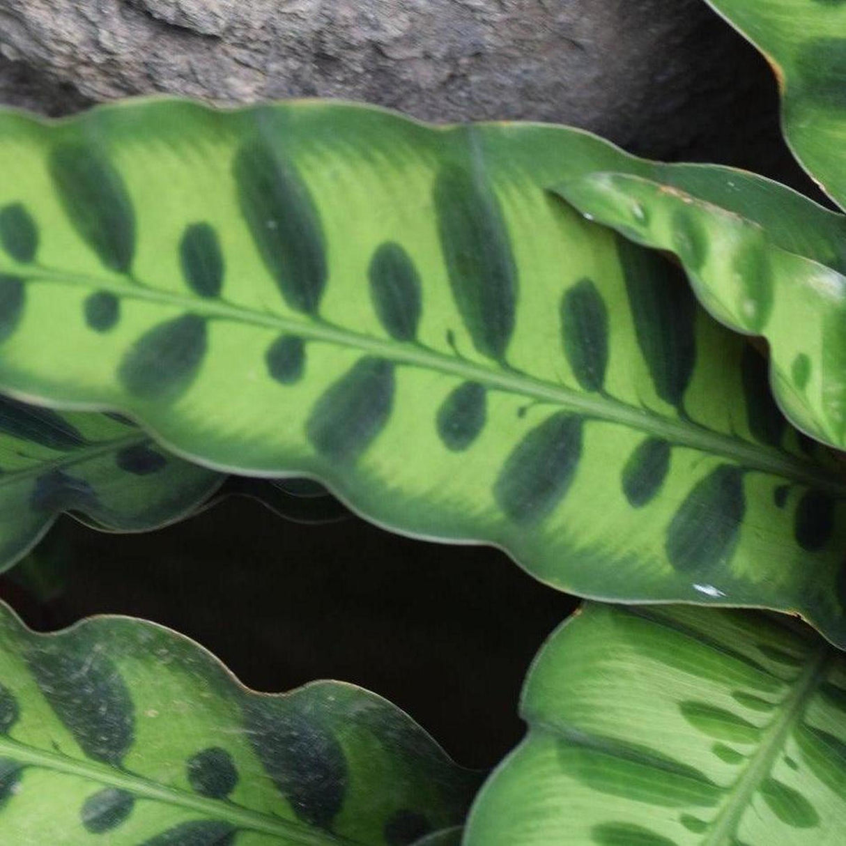 Rattle Snake Plant - Calathea insignis-Evergreen,Indoor,Moderate Water,Ornamental,Partial Shade,Slow Growing,Tropical-Nursery Near Me