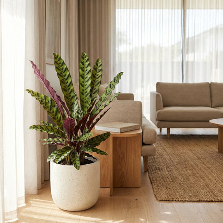 Rattle Snake Plant - Calathea insignis, a low-maintenance houseplant, is displayed in a bright, modern living room with beige furniture and sheer curtains.