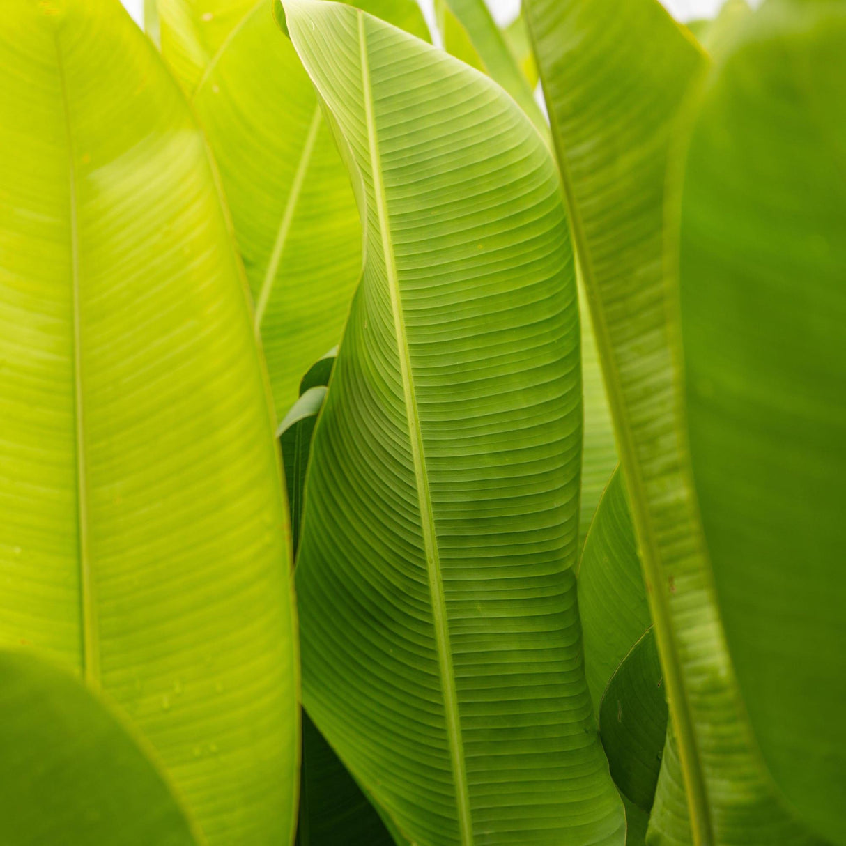 Rauliniana Heliconia - Heliconia rauliniana-Evergreen,Fast Growing,Flowering,High Water,Outdoor,Partial Shade,Tropical-Nursery Near Me