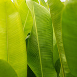 Rauliniana Heliconia - Heliconia rauliniana-Evergreen,Fast Growing,Flowering,High Water,Outdoor,Partial Shade,Tropical-Nursery Near Me