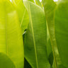 Rauliniana Heliconia