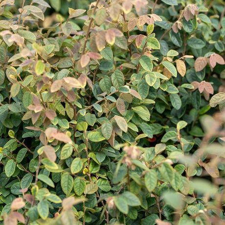 Razzleberri Loropetalum - Loropetalum chinense 'Razzleberri'-Evergreen,Moderate Growing,Moderate Water,Ornamental,Outdoor,Partial Shade,Shrub-Nursery Near Me