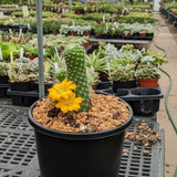 A compact Rebutia Cactus (Rebutia fabrisii aureiflora) with two yellow flowers sits in a black pot among other potted plants in a greenhouse.