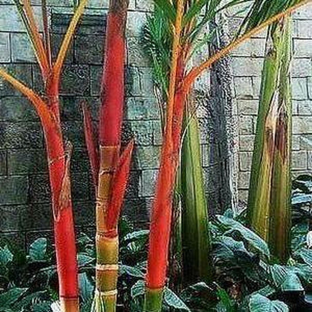 Red Areca Palm - Areca vestiaria 'Red Form'-Evergreen,High Water,Moderate Growing,Outdoor,Palm,Partial Shade,Tropical-Nursery Near Me